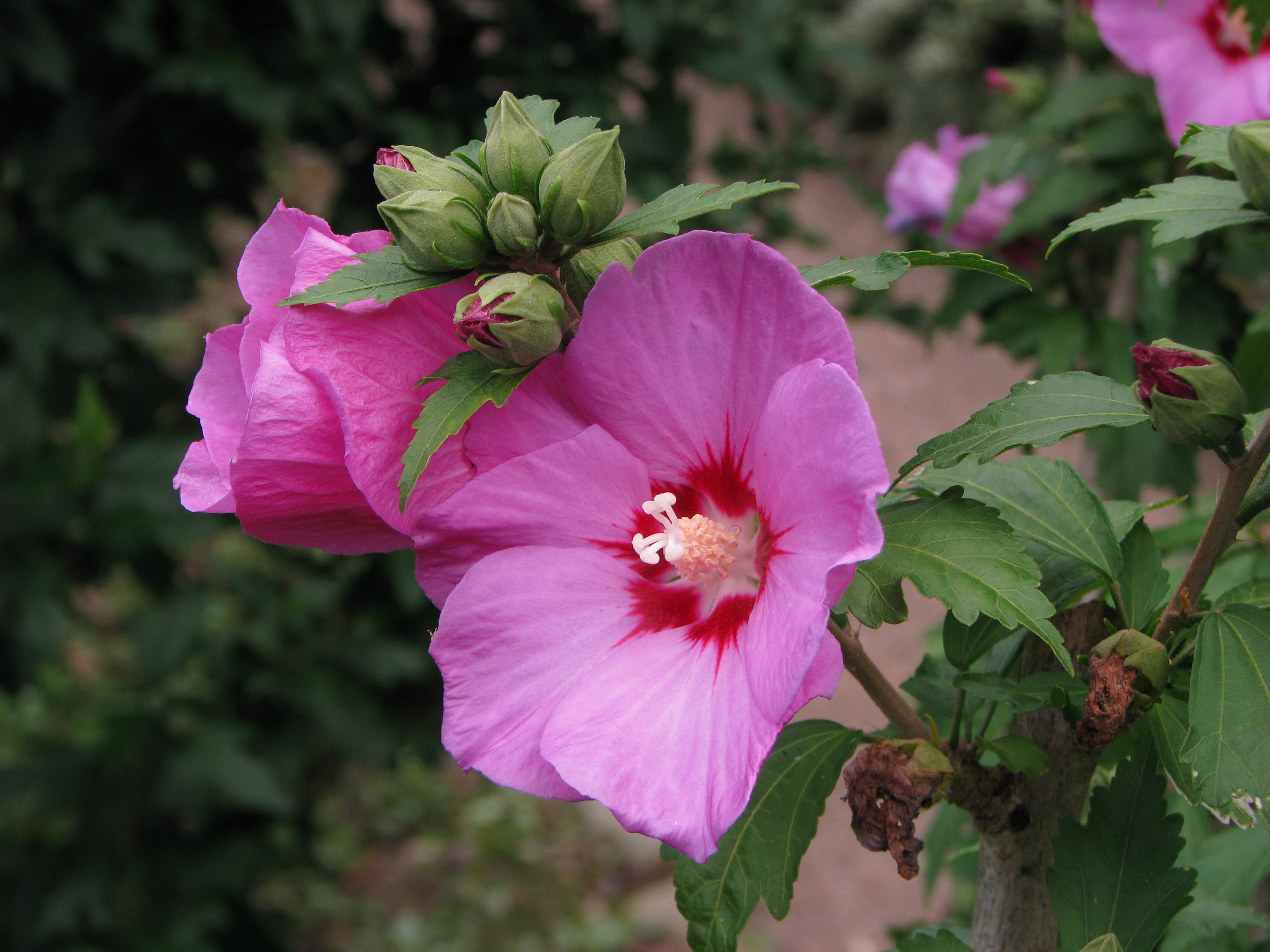 Hibiscus syriacus 'Woodbridge'
